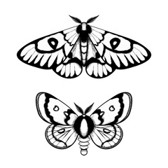 Vector moth, mystic symbol and signs. Witchcraft, occult, alchemical signs. Butterfly moth vintage engraved style