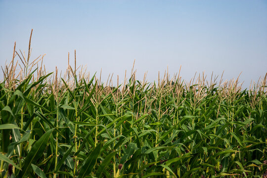 Close up shot of corn field with blue sky as background 