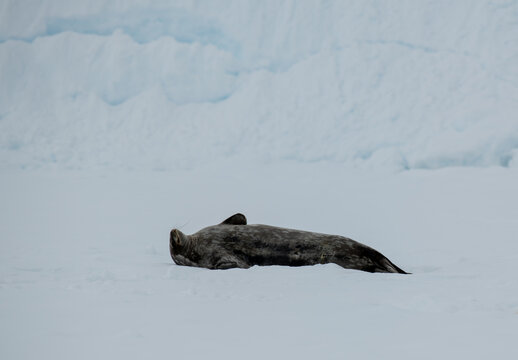 Copyright Max Seigal Photography, www.maxwilderness.com