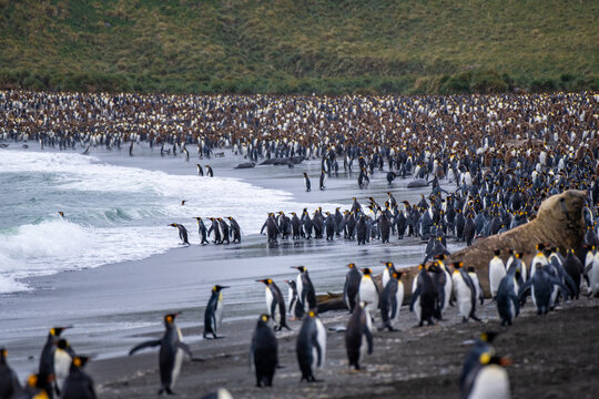 Colony of penguins standing on beach. Copyright Max Seigal Photography, www.maxwilderness.com