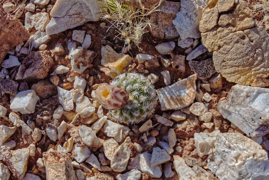 An endangered little cactus at Marble Canyon Arizona called the Brady's Pincushion. Botanical name is Pediocactus bradyi. This one is located near Badger Canyon.