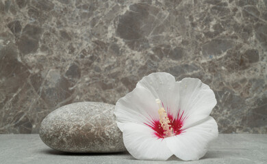 stones and plants for product presentation.white burgundy hibiscus flower and gray zen stones on gray background for product presentation background podium