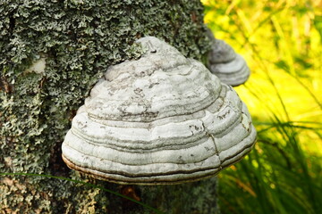 Fomes fomentarius common known as the tinder fungus, false tinder fungus, hoof fungus, tinder conk, tinder polypore or ice man fungus - is a species of fungal plant pathogen, shaped like a horse hoof. - obrazy, fototapety, plakaty