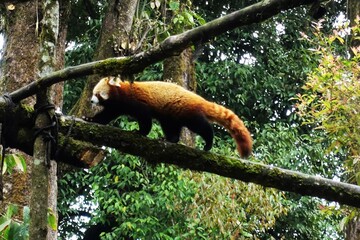 Curious red panda in Darjeeling Zoo, gracefully navigating a tree branch amidst lush greenery.
