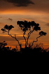Naklejka na ściany i meble Beautiful and colorful sunset on the Savannas or Cerrados of Brazil with tree silhouetted