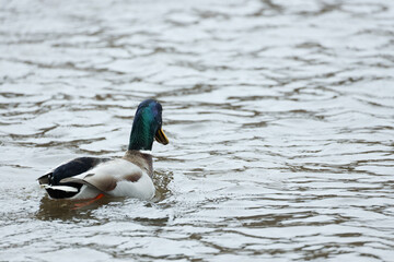 Duck swimming away