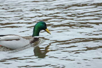 Duck Reflection