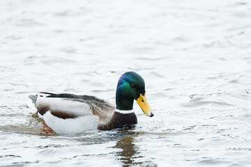 duck on a lake