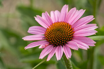 Obraz premium Pink echinacea flower in detail.