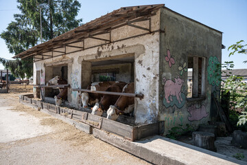 Fototapeta na wymiar A small building with a trough for feeding cows.