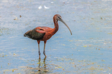 Glossy Ibis in a pond - 628308994