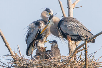 Heron Family Nesting - 628309315