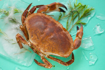 Cooking crabs and seafood. Crab with and branches of tarragon in ice on a turquoise background.Seafood species.Dietary protein source