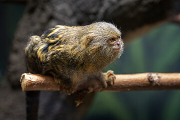 Small monkey Kosman sitting on a twig.