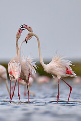 Greater flamingo (Phoenicopterus roseus) in natural habitat