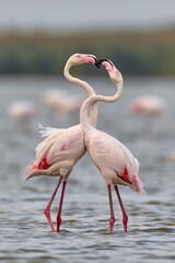 Obraz premium Greater flamingo (Phoenicopterus roseus) in natural habitat