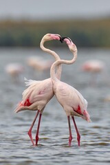 Greater flamingo (Phoenicopterus roseus) in natural habitat