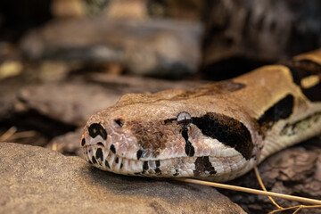 Close-up of a king boa snake's head.