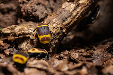 A beetle kept in a terrarium - a goldhead.