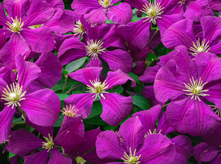A hybrid variety of liana with a huge number of large velvet burgundy and red flowers.Clematis Rouge Cardinal