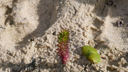 succulent on the sand