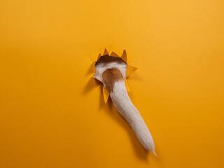 The tail of a Jack Russell Terrier dog sticks out of torn paper on an orange background. 