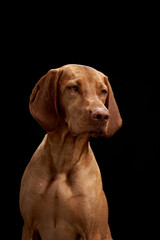 red dog on a black background. Beautiful Hungarian Vizsla in the studio