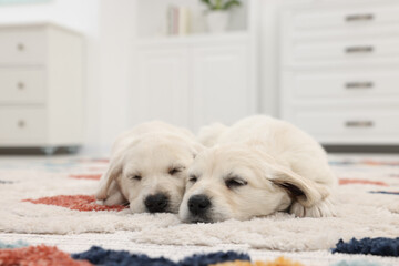 Cute little puppies lying on carpet at home