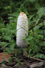 mushroom in the forest