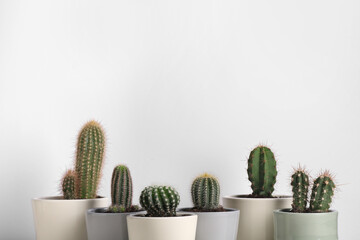 Different cacti in pots on white background, space for text
