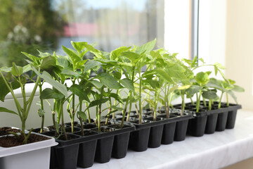 Seedlings growing in plastic containers with soil on windowsill indoors