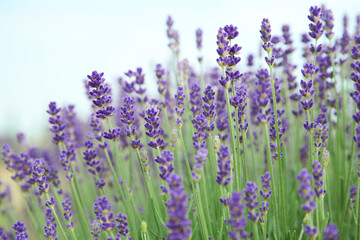 Beautiful blooming lavender growing outdoors, closeup view