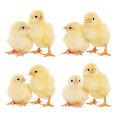 Collage with small cute baby chickens isolated on white