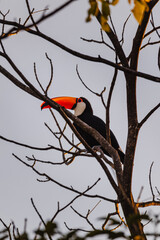 Tucano na cidade de Belo Horizonte, Estado de Minas Gerais, Brasil