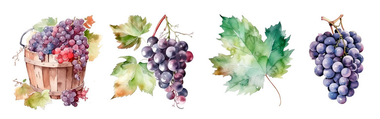 Watercolor grapes clusters, leaf and harvest in old barrel. Realistic painting for winery, vine farm and packaging, Painted illustration. - obrazy, fototapety, plakaty