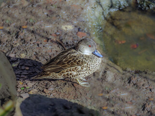 Female Gadwell