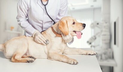 Vet doctor examining cute smart dog in clinic, AI generated image