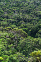 Fototapeta na wymiar 世界自然遺産　ヤンバルの森