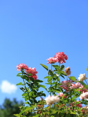 梅雨明けの植物園（Botanical Garden after the rainy season）