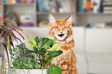 Cute domestic cat sniffing green houseplant