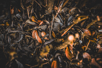 leaves on the ground