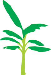 green plant isolated on white