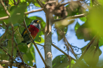 toucan barbet in forest