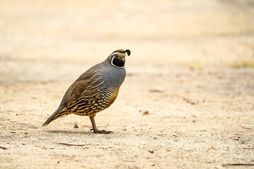 Male California quail (Callipepla californica) walking in the park. 