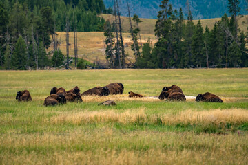 A herd of bisons feeding in the meadow in Yellowstone National Park.