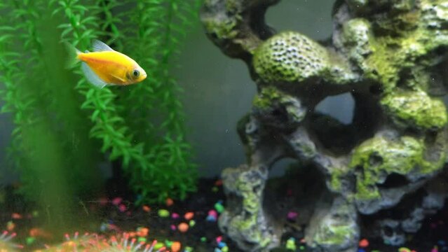Close up view of glofish in aquarium. Glow fish different colored in tank with big stone, decorations. Algae in aquarium. Gymnocorymbus ternetzi.
