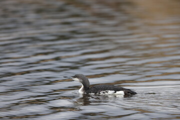 Black-throated Diver or Arctic Loon (Gavia arctica) in Japan