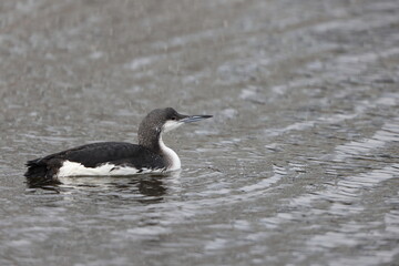 Black-throated Diver or Arctic Loon (Gavia arctica) in Japan