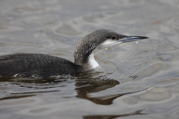 Black-throated Diver or Arctic Loon (Gavia arctica) in Japan