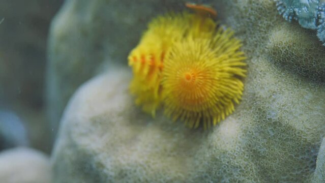 Yellow and blue Christmas tree worms in rocky reefs in sea